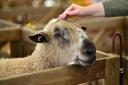 Royal Norfolk Show 2016. Wednesday. Picture: ANTONY KELLY