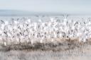 Multiple exposure of terns taking to flight.