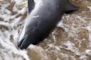 A porpoise was found dead in Great Yarmouth this morning