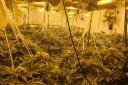 A cannabis farm was discovered in Great Yarmouth on April 11