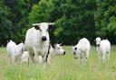 Livestock farmers from across the country visited the herd of rare White Park cattle owned by Tim and Geli Harris at Catfield