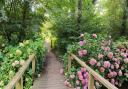 Fairhaven Woodland and Water Garden in South Walsham.

 Picture: James Bass