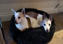 Mac and Millie are currently up for adoption with East Coast Pet Rescue.