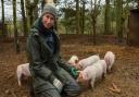 Vic Jenkins, co-owner of Thatched House Farm in Norton Subcourse, with her British Lop piglets