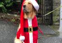 Santa Paws grottos for dogs are running at garden centres in Norfolk and Waveney this Christmas.