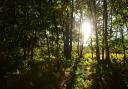 Strange long necked entities are said to roan Waveney Woods.