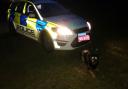 Great Yarmouth Police Dog Harry after he tracked the suspect successfully.