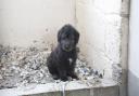 Puppy Farming SOU raid on Whents Farm, Kent