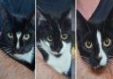 \'Catdashians\', Kourtney, Khloe and Kim are three five-month-old kittens looking for a forever home