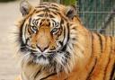 Dua the tiger at Thrigby Hall Wildlife Gardens has died