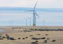 A colony of seals basks in the sun at Scroby Sands on May 14.