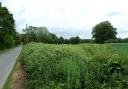 Land off of Mautby Lane is going under the hammer.