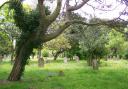 Discover the mysteries of Great Yarmouth's old cemetery trees with expert