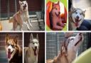 Seven Siberian Huskies are in need of a home.