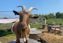 Home-school kids have been working with animals and plants at the Good to Grow site in Cobholm.