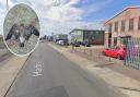 The gulls were found in Harfrey’s Road in Great Yarmouth