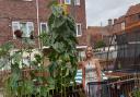 Miranda Vasey, who stands at 5 feet 11, is pictured in her garden next to her 9 and a half feet tall sunflower