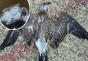 A preliminary post-mortem examination was carried out on this bird and it was discovered that the gull had been shot five times