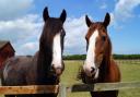 Redwings runs horse sanctuaries