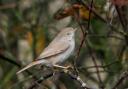 An Asian Desert Warbler in the Winterton Dunes on October 6. It was only the 14th time the bird was ever seen in the UK.