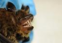 The Kuhl's pipistrelle was found trapped in an industrial unit in Great Yarmouth