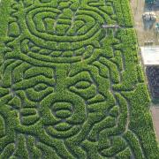 The 2022 corgi-shaped maize maze at Hirsty's Family Fun Park in Hemsby.