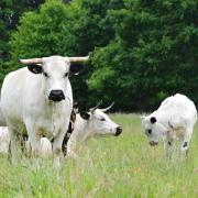 Livestock farmers from across the country visited the herd of rare White Park cattle owned by Tim and Geli Harris at Catfield