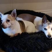 Mac and Millie are currently up for adoption with East Coast Pet Rescue.