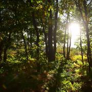 Strange long necked entities are said to roan Waveney Woods.