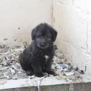 Puppy Farming SOU raid on Whents Farm, Kent