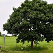 Weird Norfolk: The Hardley Stone on the corner of Lower Hardley Road and Cross Stone Road.Picture: Nick Butcher