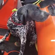 A dog was rescued more than half a mile from Caister beach by lifeboat crews this morning