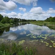 Lound Lakes has been recognised as a County Wildlife Site by the Norfolk Wildlife Trust.