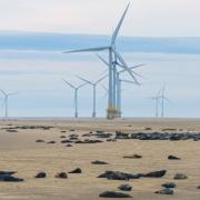 A colony of seals basks in the sun at Scroby Sands on May 14.