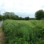 Land off of Mautby Lane is going under the hammer.