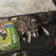 Alfie was crying for help from within the burnt out building