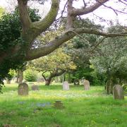 Discover the mysteries of Great Yarmouth's old cemetery trees with expert