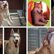 Seven Siberian Huskies are in need of a home.