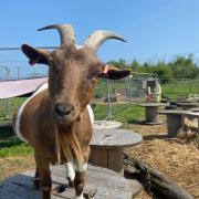 Home-school kids have been working with animals and plants at the Good to Grow site in Cobholm.