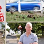 Locals say that speeding drivers are responsible for a surge in duck fatalities in the village