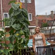 Miranda Vasey, who stands at 5 feet 11, is pictured in her garden next to her 9 and a half feet tall sunflower