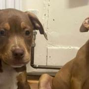 Two 15-week-old puppies were stolen from a Great Yarmouth home