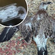 A preliminary post-mortem examination was carried out on this bird and it was discovered that the gull had been shot five times