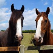 Redwings runs horse sanctuaries