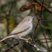 An Asian Desert Warbler in the Winterton Dunes on October 6. It was only the 14th time the bird was ever seen in the UK.