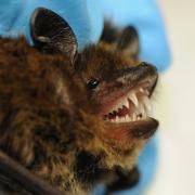 The Kuhl's pipistrelle was found trapped in an industrial unit in Great Yarmouth