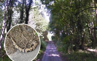 The python was found beside New Road in Fritton